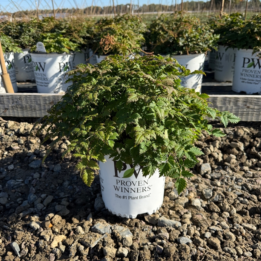 Aruncus Chantilly Lace