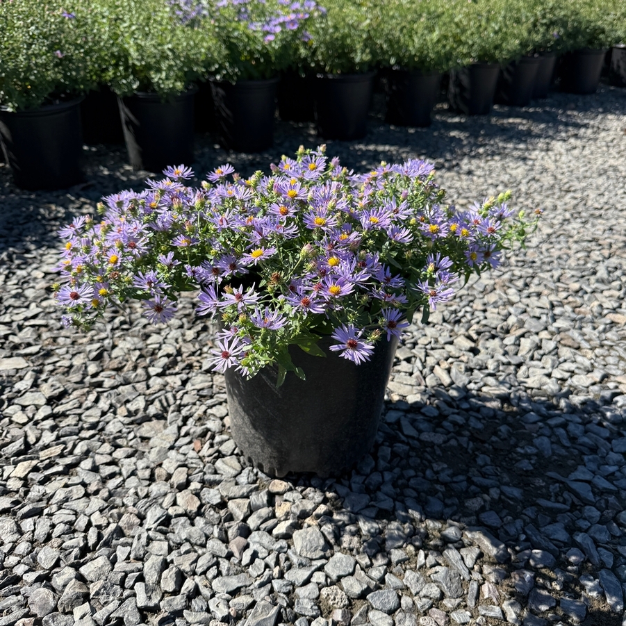 Aster oblongifolius Twilight Sky