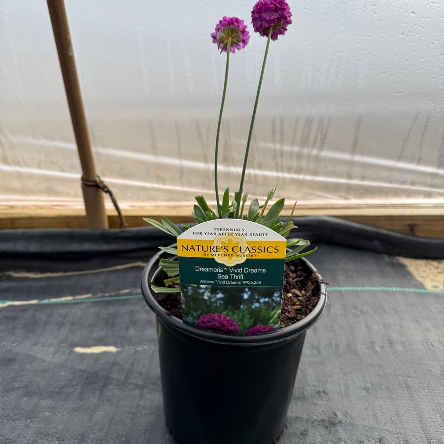 Armeria Dreameria® Vivid Dreams