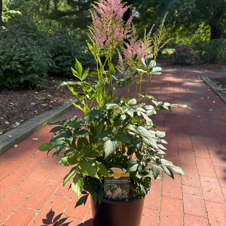 Astilbe rosea Peach Blossom