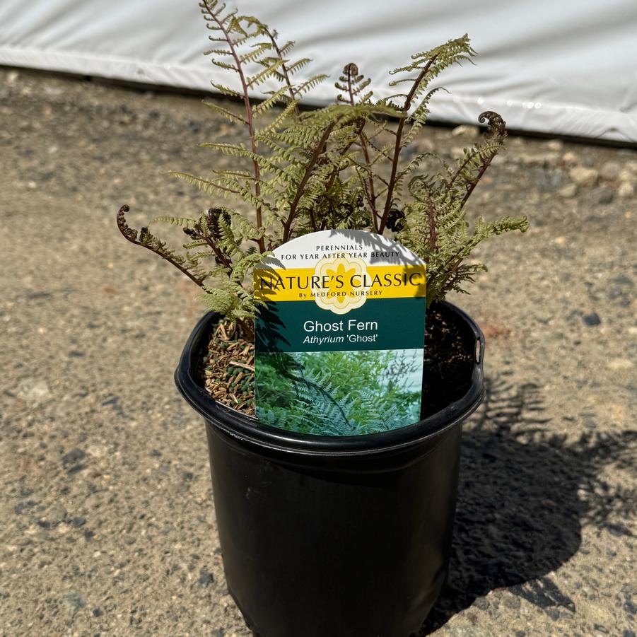 Athyrium Ghost