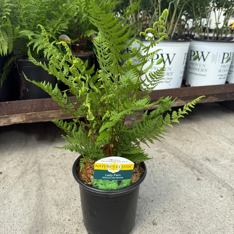 Athyrium filix-femina 