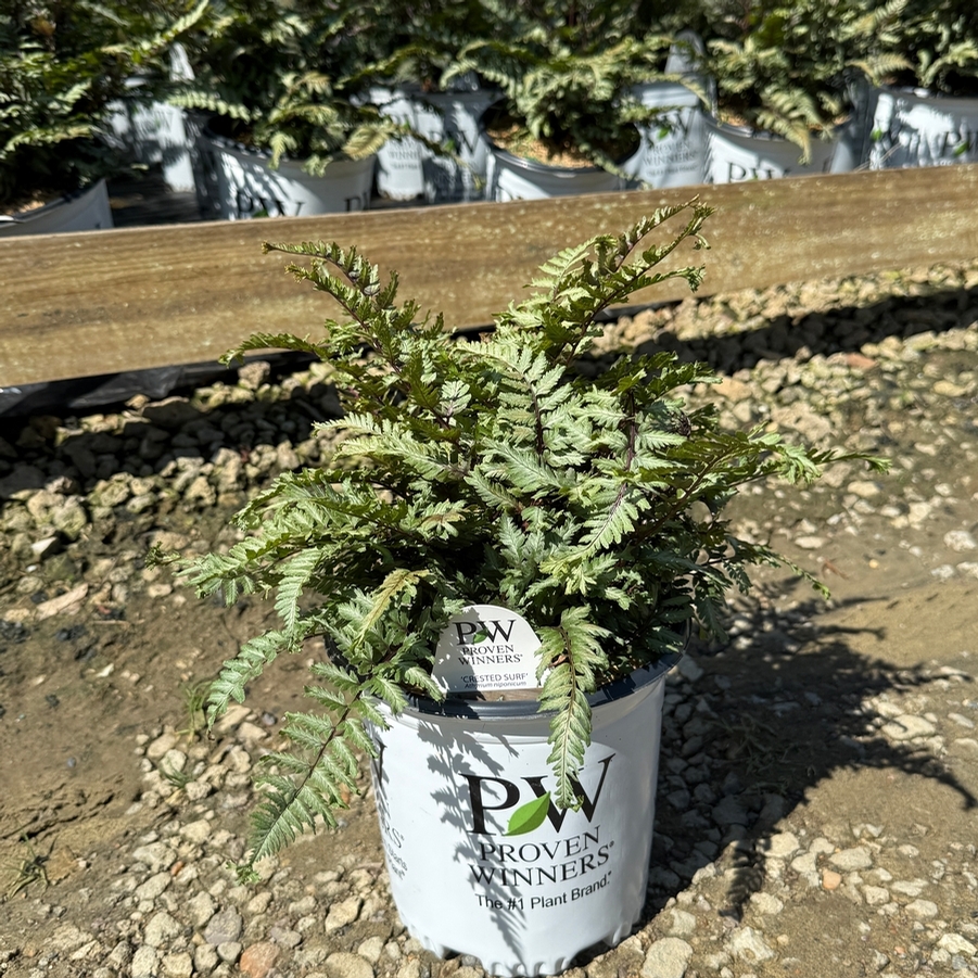 Athyrium niponicum Crested Surf