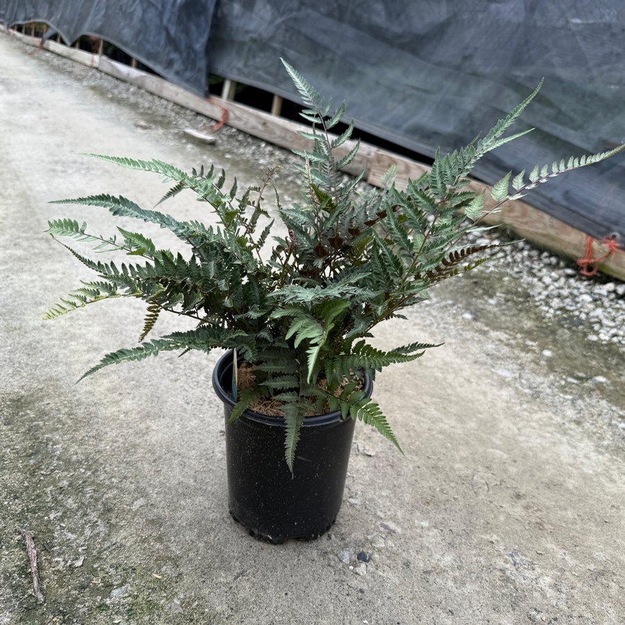 Athyrium niponicum Pictum