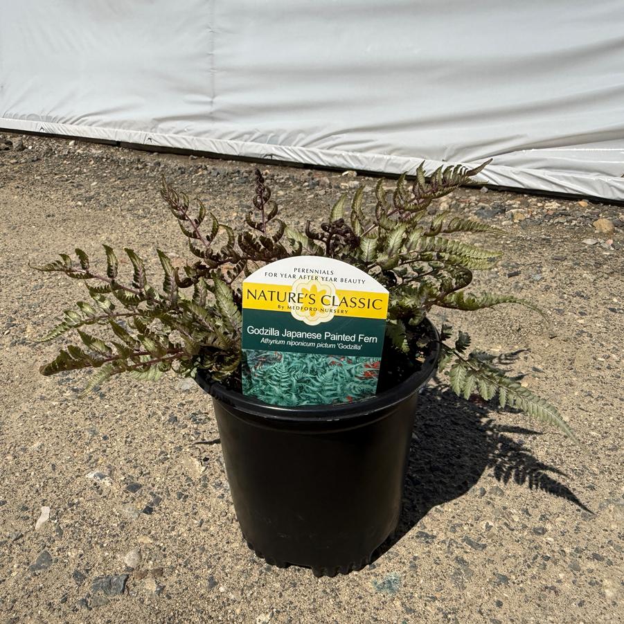 Athyrium nip. pictum Godzilla