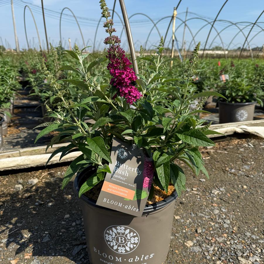 Buddleia CranRazz™ PP25730