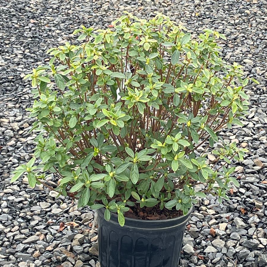 Azalea Evergreen Del. Val. White
