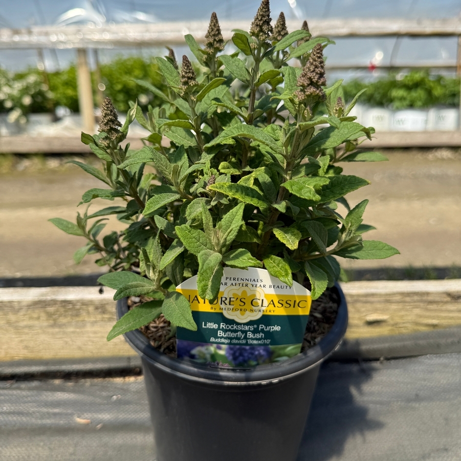 Buddleia Little Rockstars Purple