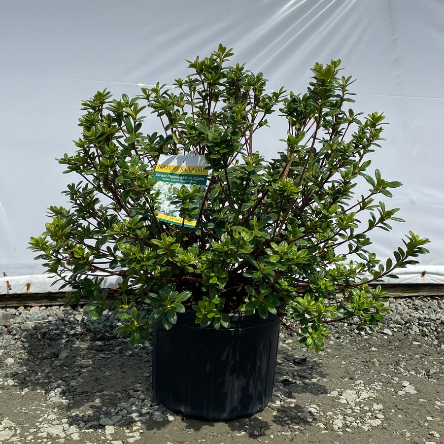 Azalea Evergreen Gir. Pleasant White