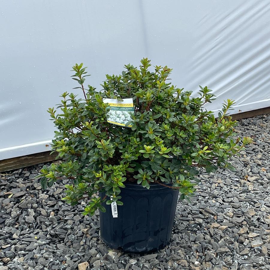 Azalea Evergreen Gir. Pleasant White