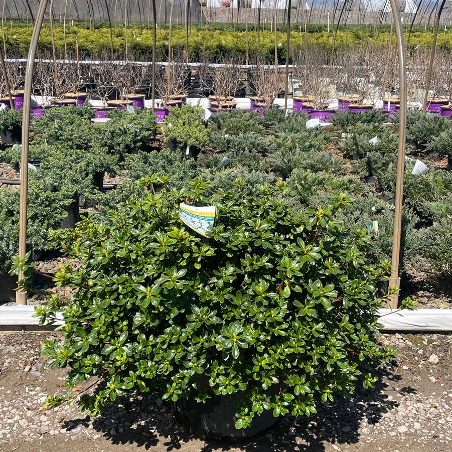 Azalea Evergreen Gir. Pleasant White