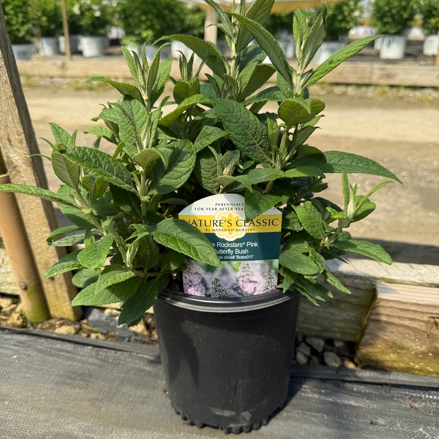 Buddleia Little Rockstars Pink