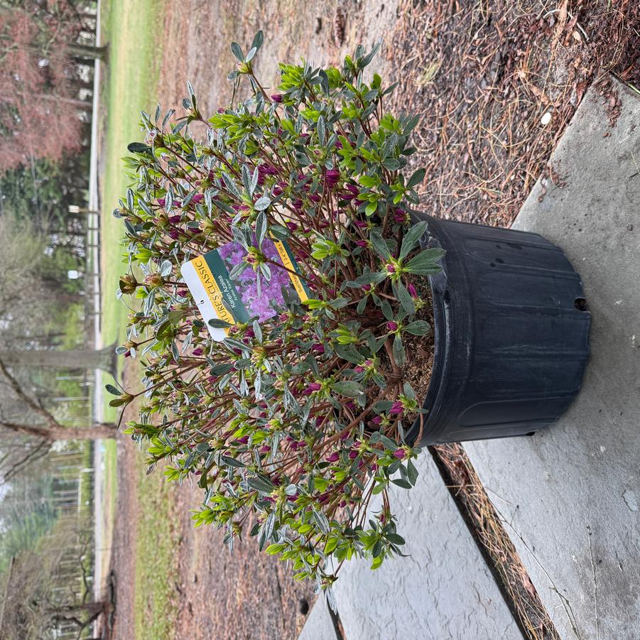 Azalea Evergreen Karen