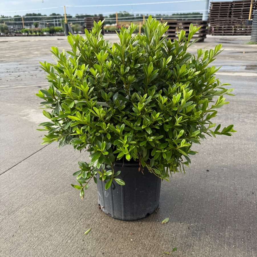 Azalea Evergreen Poukhanense Compacta
