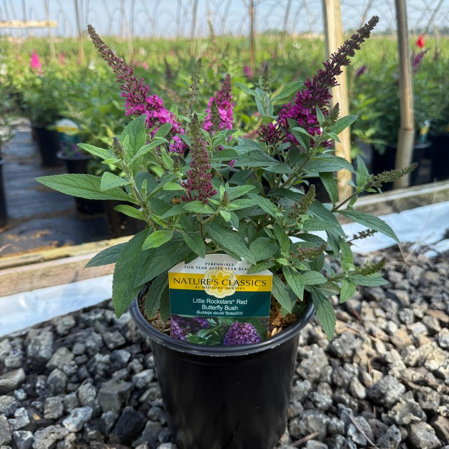Buddleia Little Rockstars Red