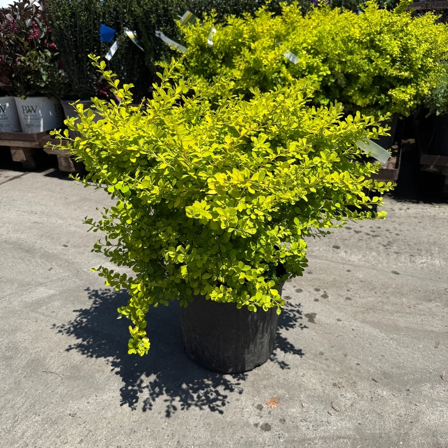 Berberis thunbergii Aurea