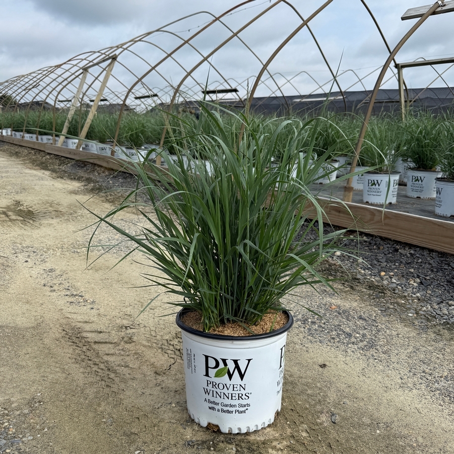 Panicum virgatum Prairie Winds® Apache Rose