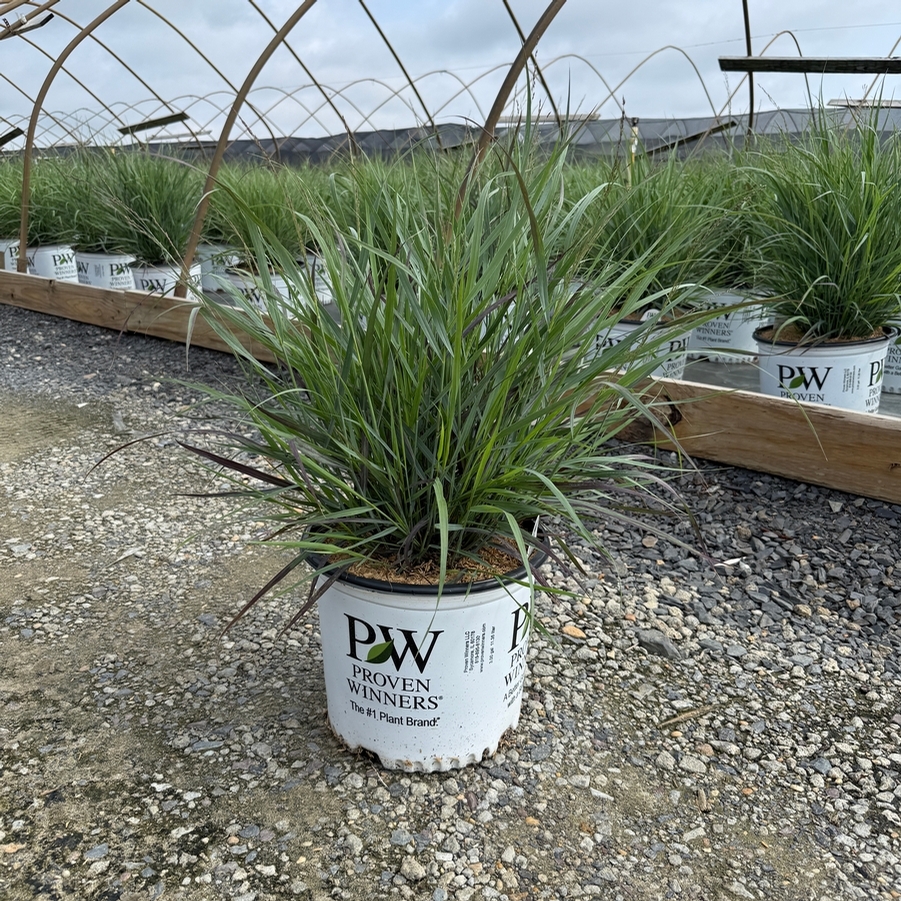 Panicum virgatum Prairie Winds® Cheyenne Sky
