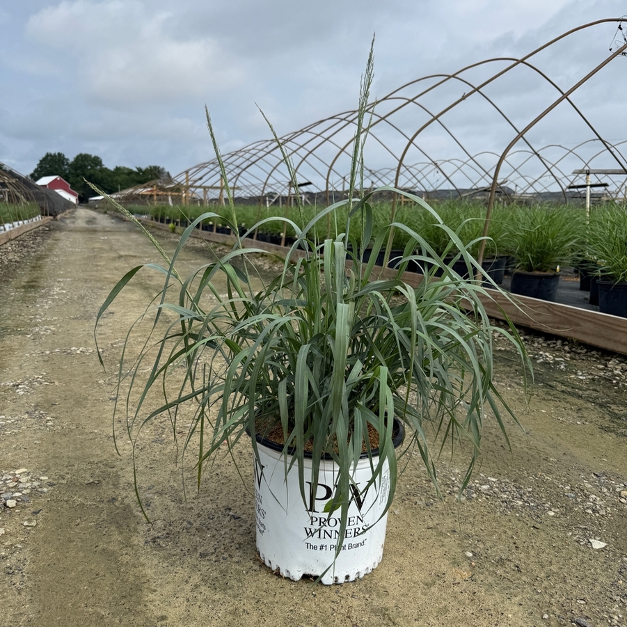 Panicum virgatum Prairie Winds® Niagara Falls