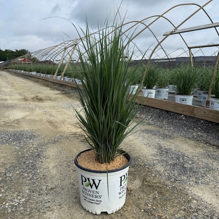 Panicum virgatum Prairie Winds® Totem Pole