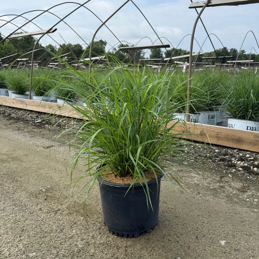Panicum virgatum Shenandoah