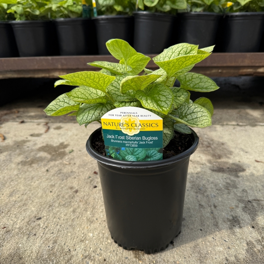 Brunnera macrophylla Jack Frost
