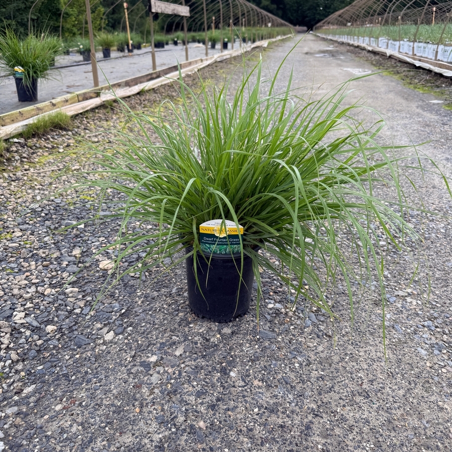 Pennisetum alopalopecuroides Hameln