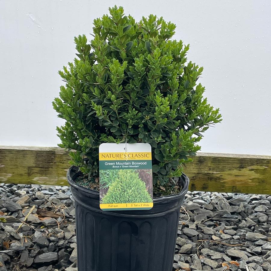 Buxus Green Mountain