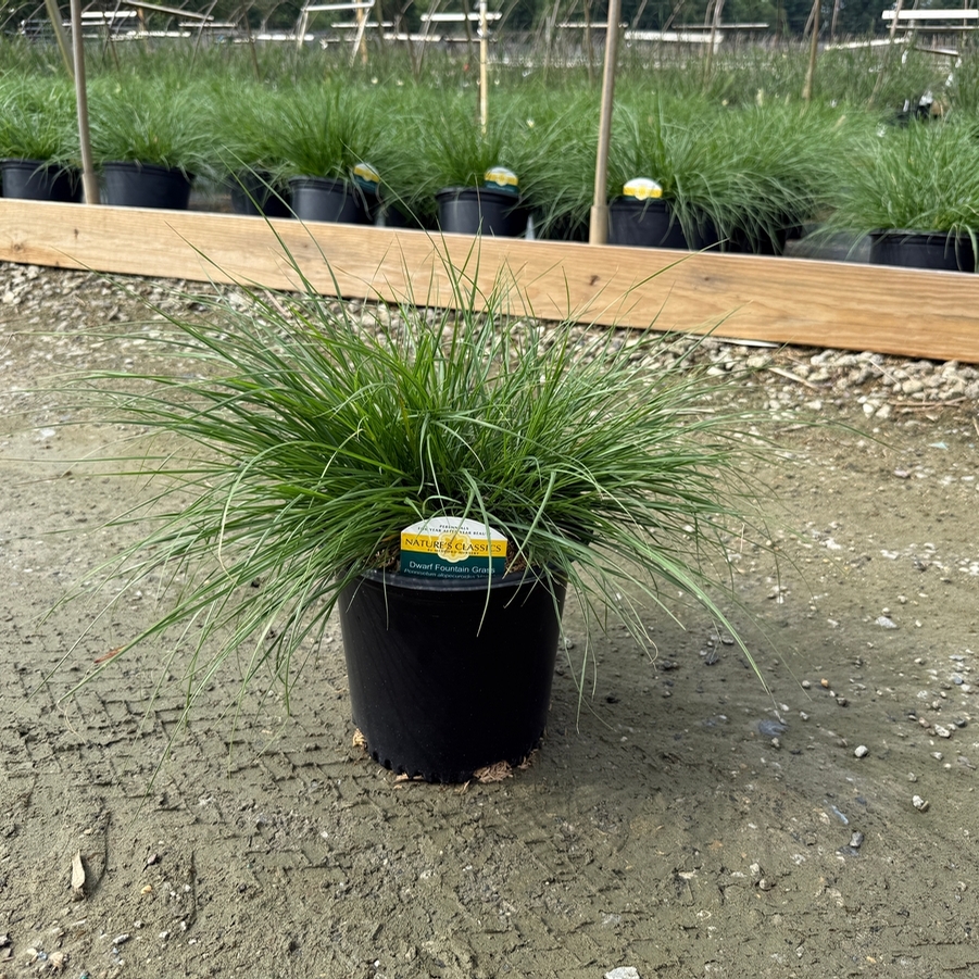 Pennisetum alopalopecuroides Hameln
