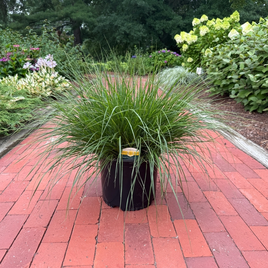 Pennisetum alopalopecuroides Hameln