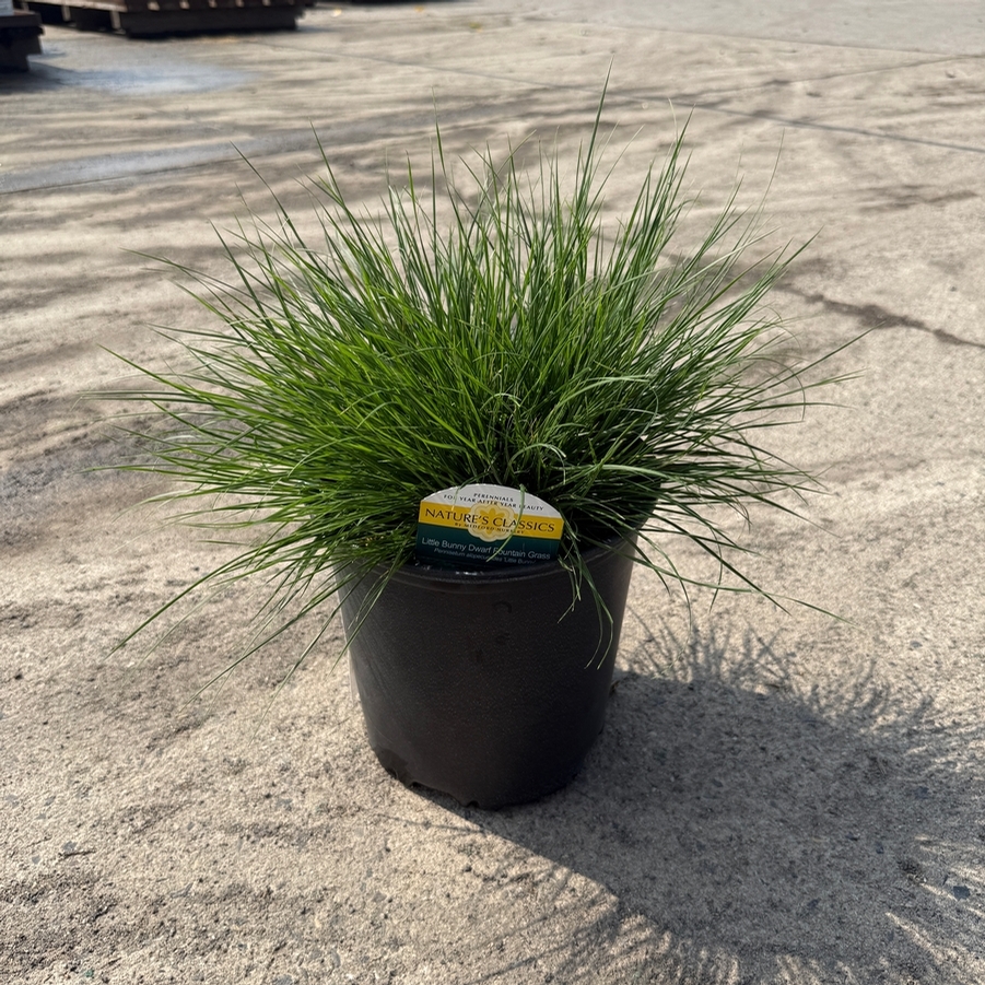 Pennisetum alopalopecuroides Little Bunny