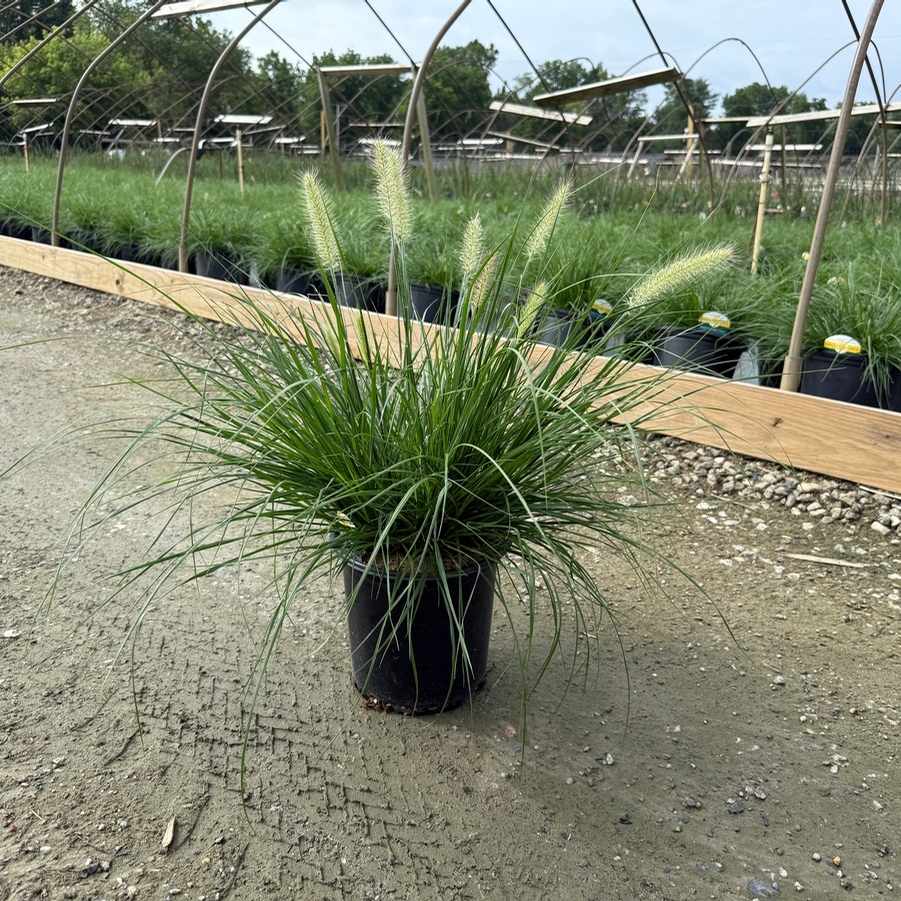 Pennisetum alopalopecuroides Piglet