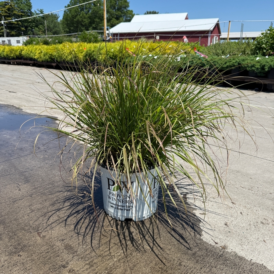 Pennisetum alopalopecuroides Prairie Winds® Desert Plains