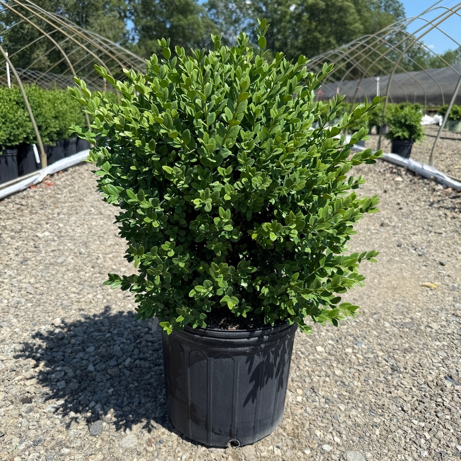 Buxus Green Mountain