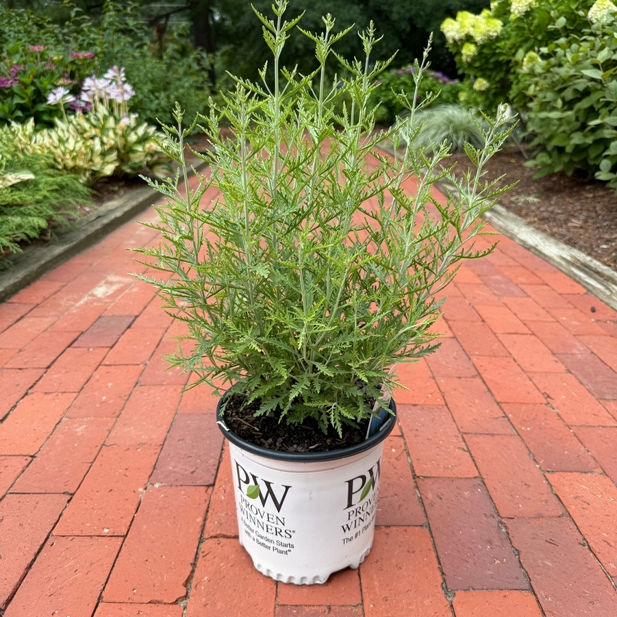 Perovskia atriplicifolia Denim 'n Lace