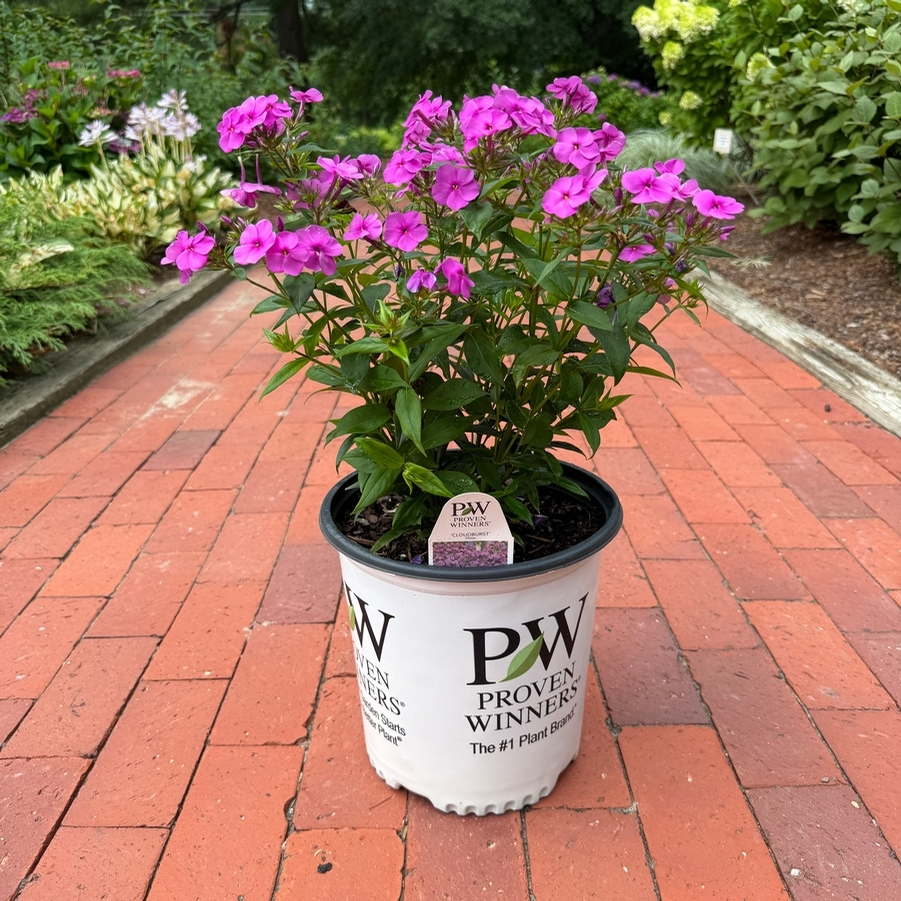 Phlox Cloudburst