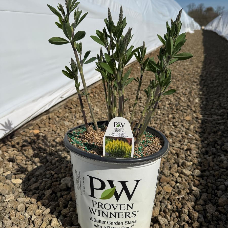 Baptisia Decadence® Lemon Meringue PP24280