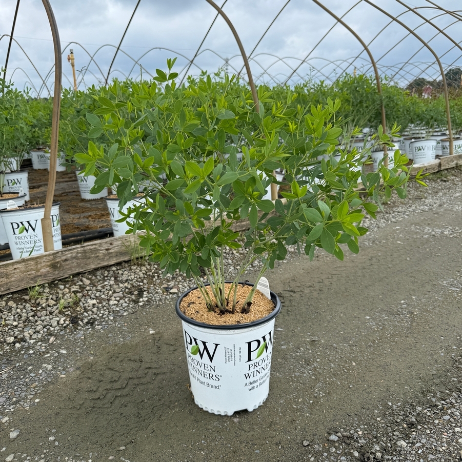 Baptisia Decadence® Pink Lemonade PP30669