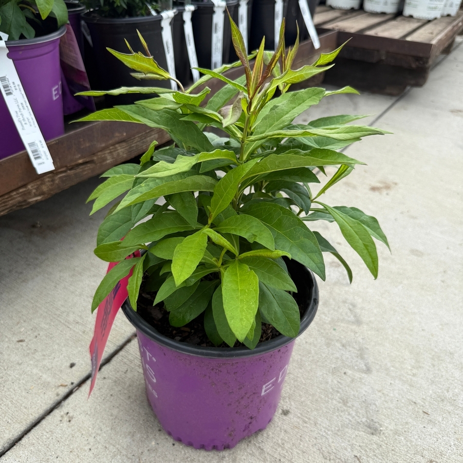 Phlox paniculata Candy Store® Grape Lollipop™ PP21109