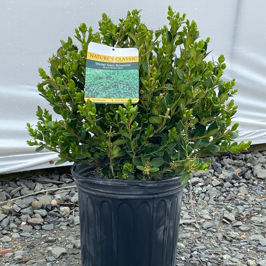 Buxus Winter Gem