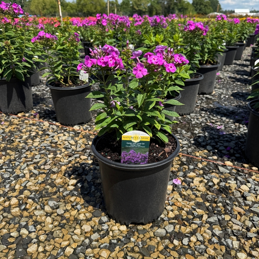 Phlox paniculata Garden Girls® Cover Girl