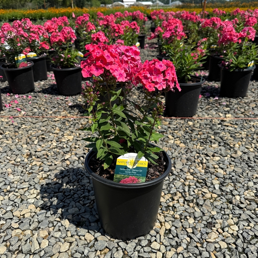 Phlox paniculata Glamour Girl