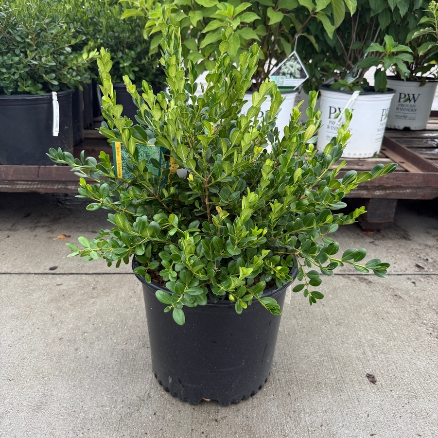 Buxus Winter Gem