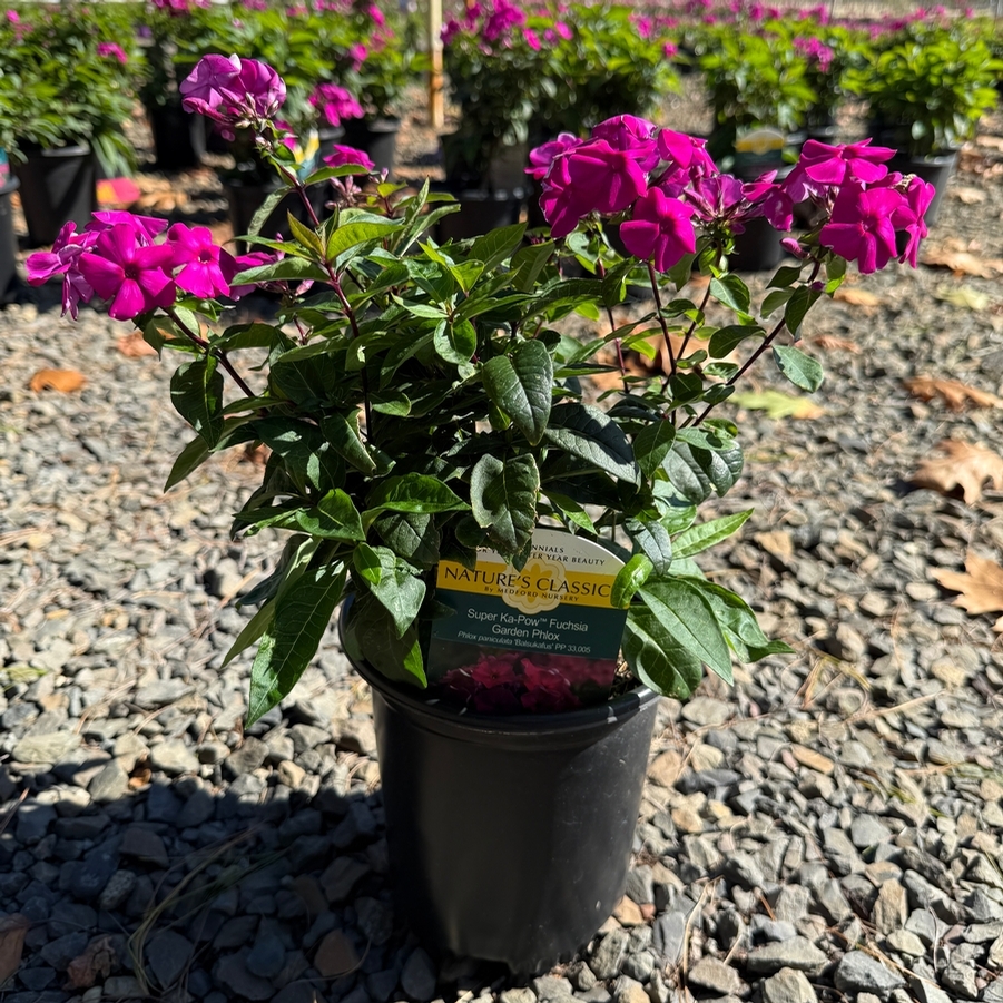 Phlox paniculata Super Ka-Pow™ Fuchsia PP33005