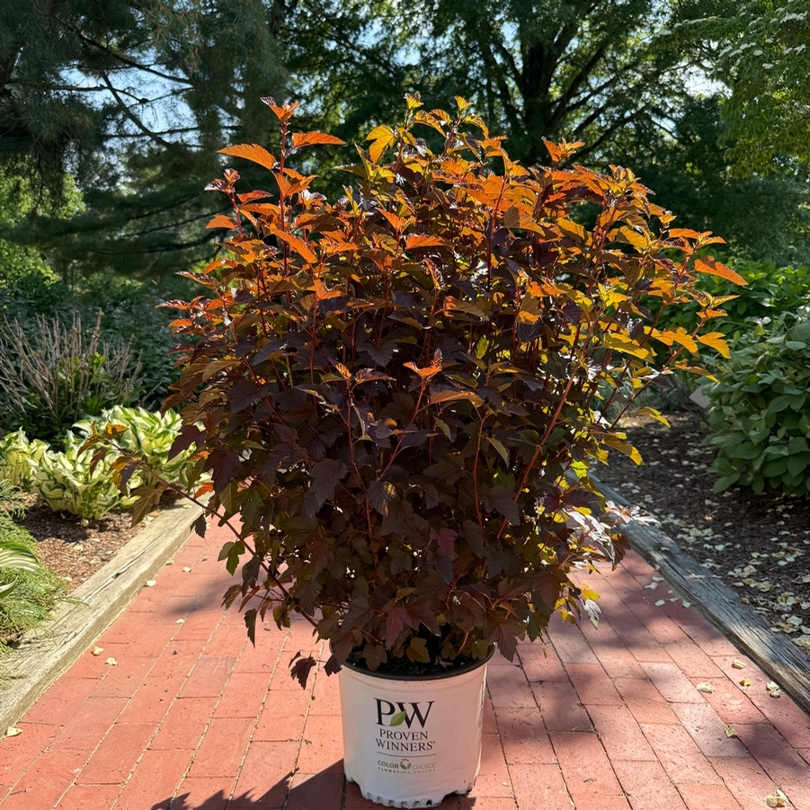 Physocarpus opulifolius ('Seward') Summer Wine®