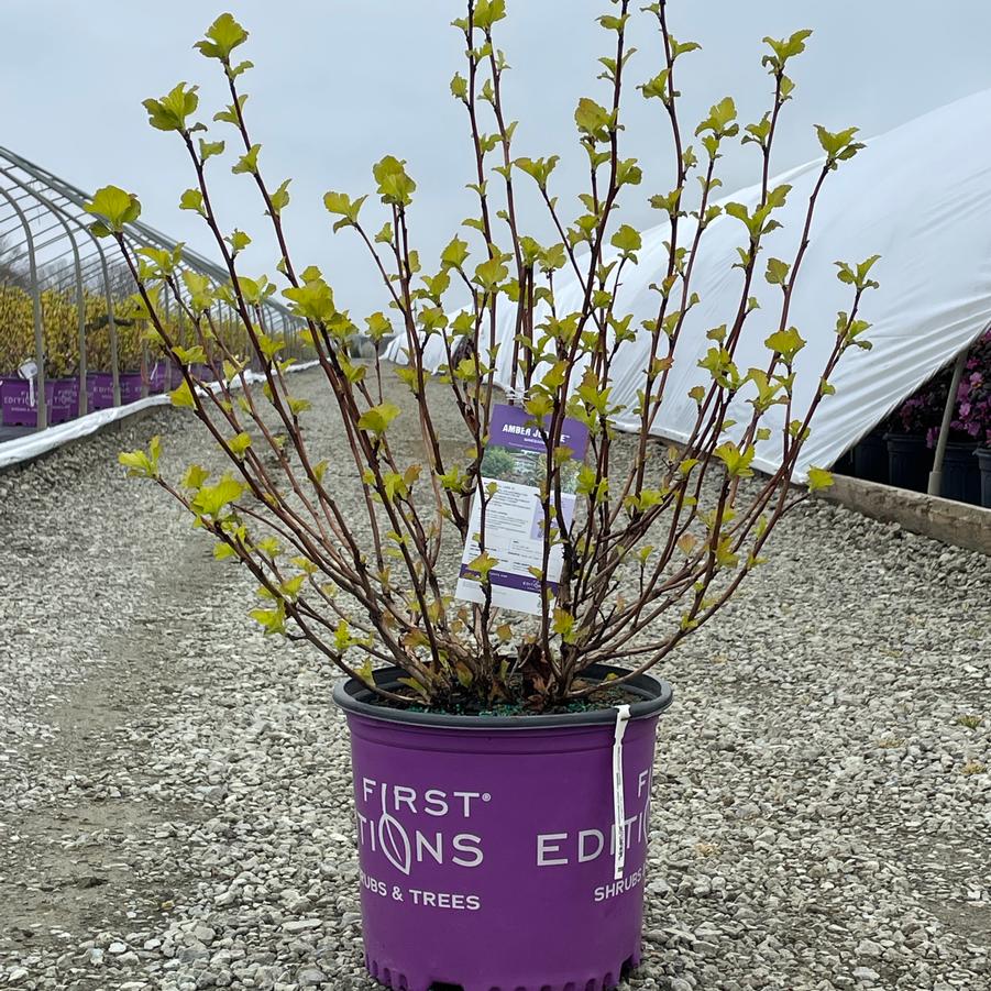 Physocarpus opulifolius First Editions® Amber Jubilee®