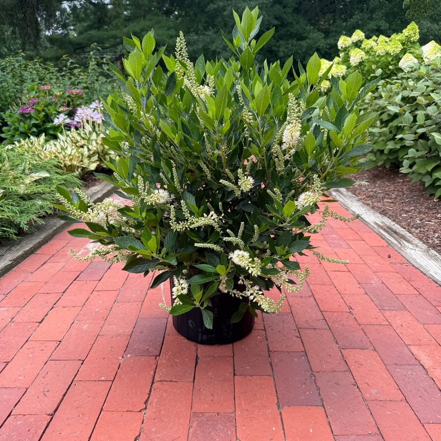 Clethra alnifolia Hummingbird