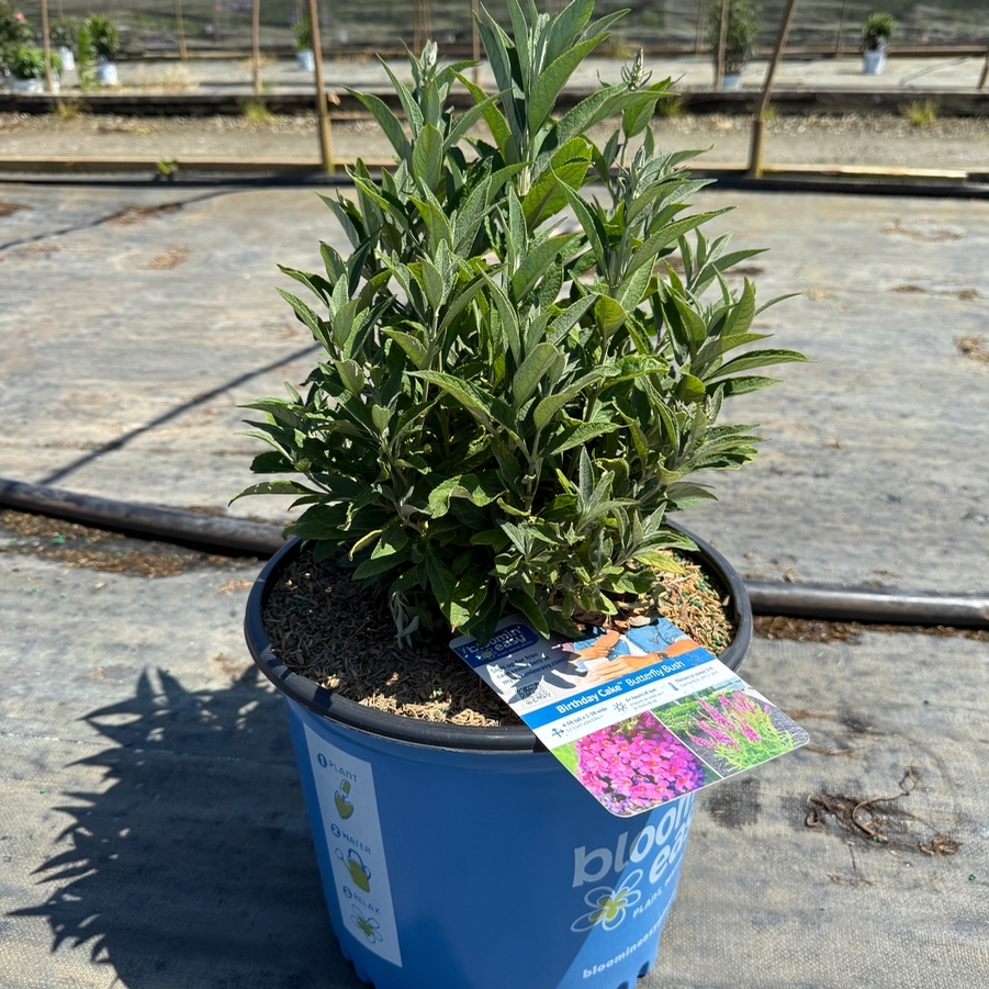 Buddleia Birthday Cake® PPAF