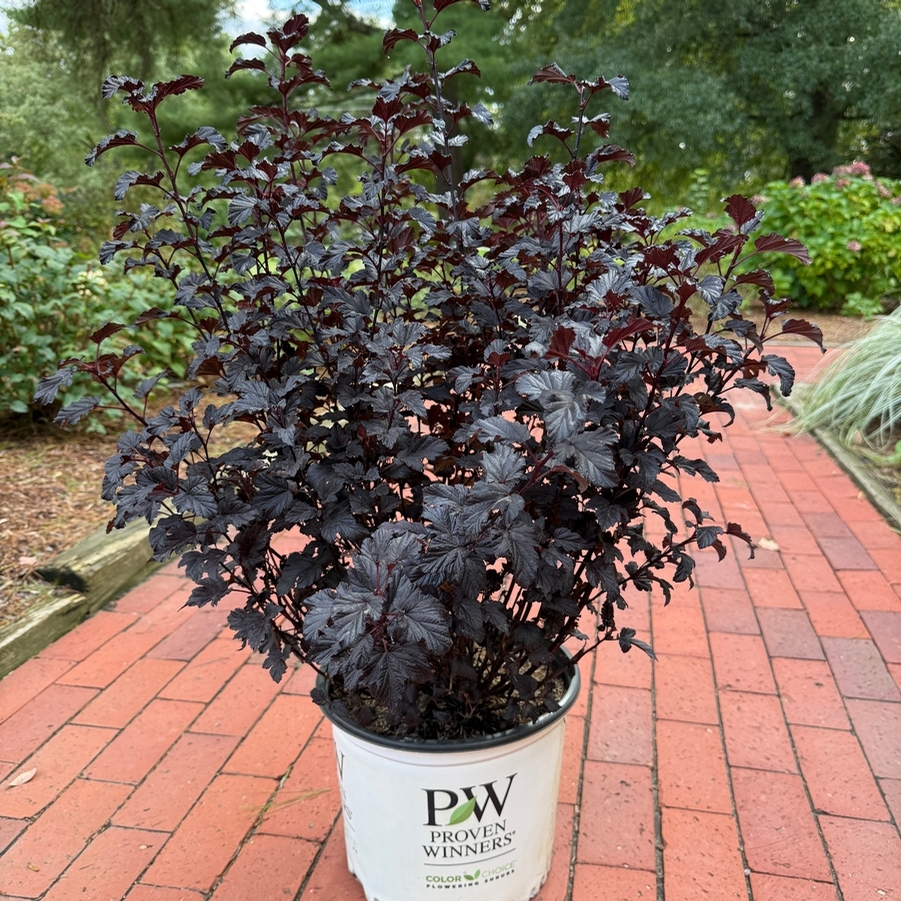 Physocarpus opulifolius Summer Wine® Black