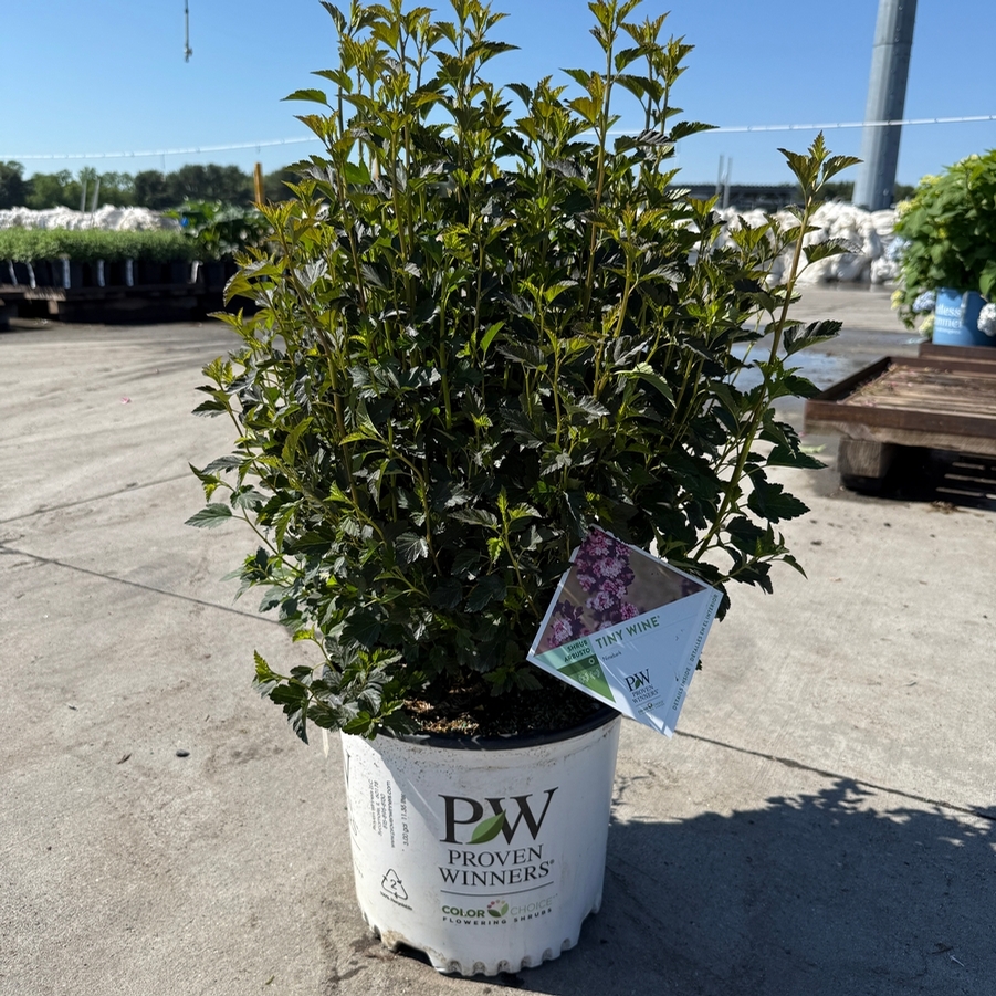 Physocarpus opulifolius Tiny Wine® PP26749